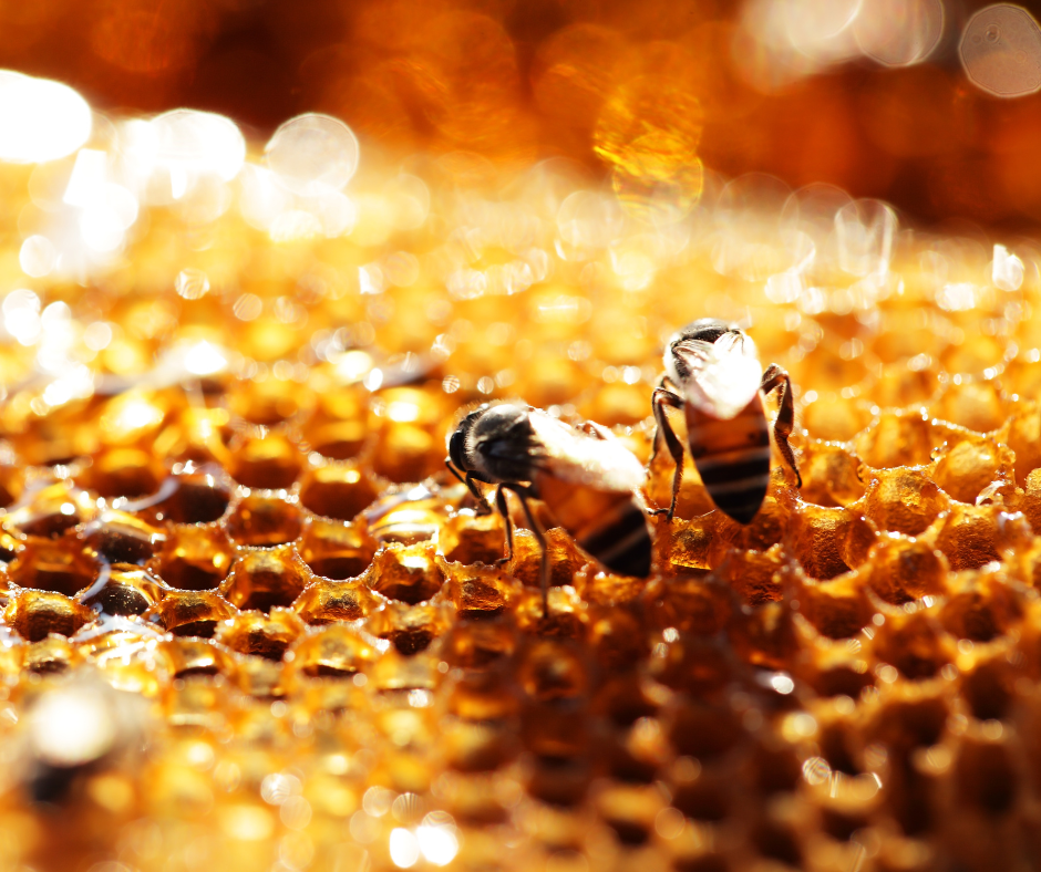 Propolis 05
